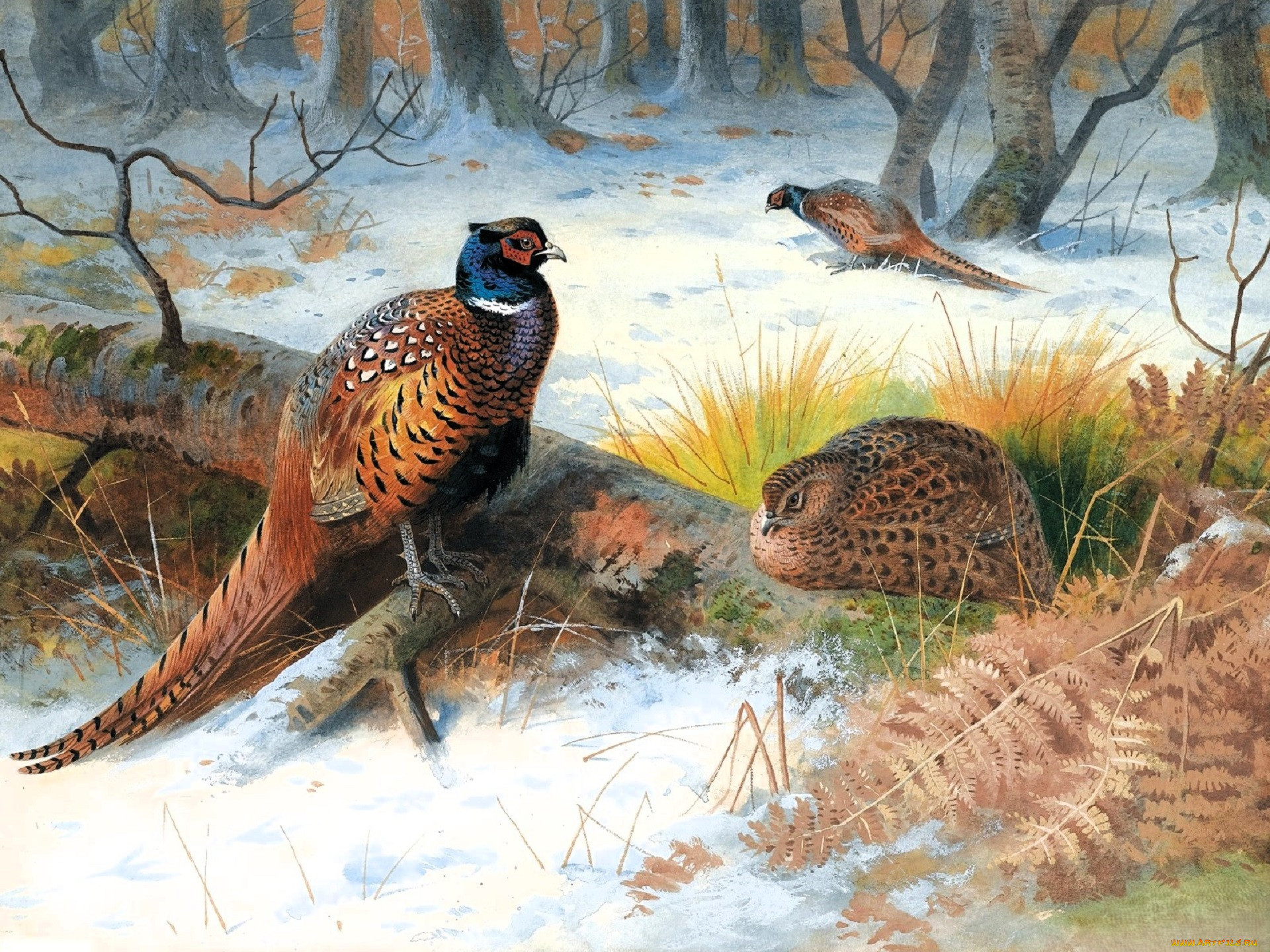 , archibald thorburn, , , , , 